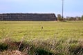 little bird sitting on the dry grass in the meadow Royalty Free Stock Photo